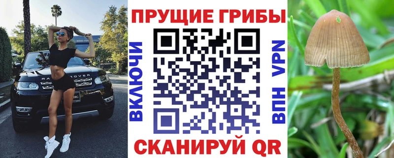купить закладку  Кулебаки  Галлюциногенные грибы Psilocybe 